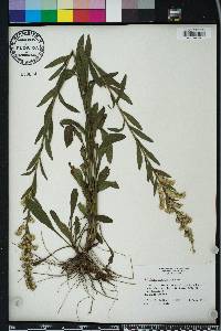 Solidago sempervirens image