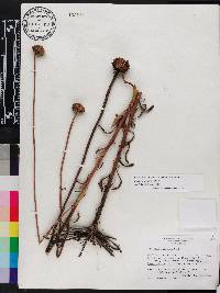 Balduina uniflora image