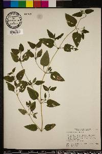 Calyptocarpus vialis image