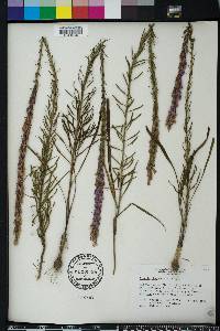 Liatris chapmanii image