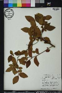 Vaccinium fuscatum image