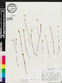 Bartonia verna image