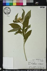 Asclepias perennis image