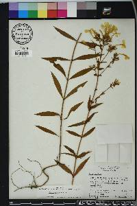 Phlox glaberrima image