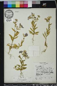 Phlox drummondii image