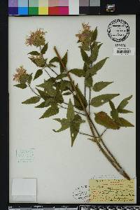 Monarda fistulosa var. mollis image