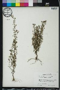 Chaenorhinum minus image