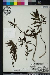 Ludwigia octovalvis image