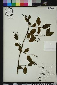 Berchemia scandens image