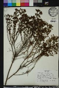 Hypericum brachyphyllum image