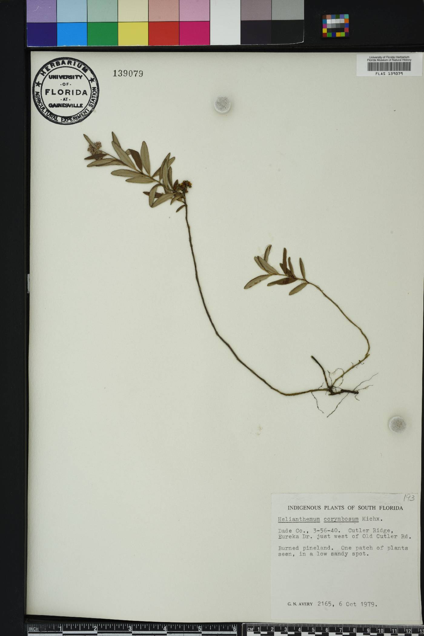 Crocanthemum corymbosum image