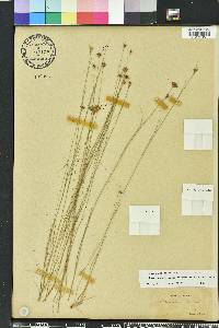 Rhynchospora chapmanii image