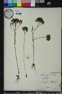 Polygala ramosa image