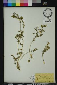 Corydalis flavula image