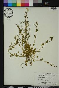 Corydalis micrantha image