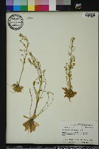 Arabidopsis thaliana image