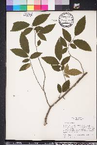 Ulmus alata image