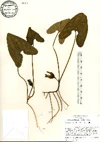 Hexastylis arifolia image