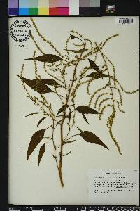 Amaranthus australis image