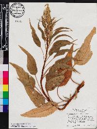 Amaranthus australis image