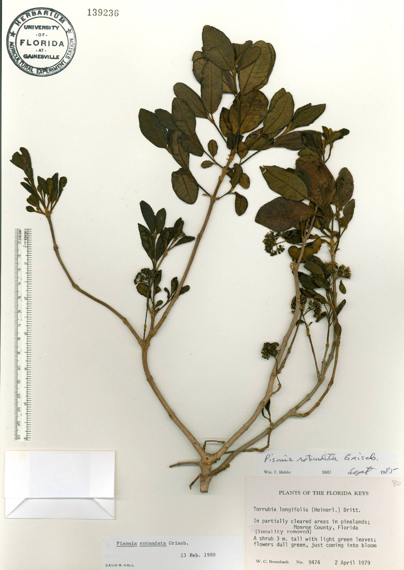 Pisonia rotundata image