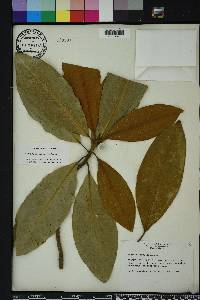 Magnolia grandiflora image