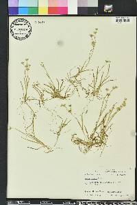 Juncus repens image