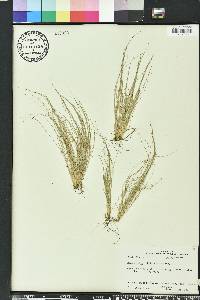 Fimbristylis vahlii image