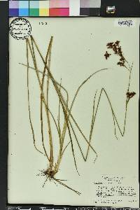 Rhynchospora elliottii image