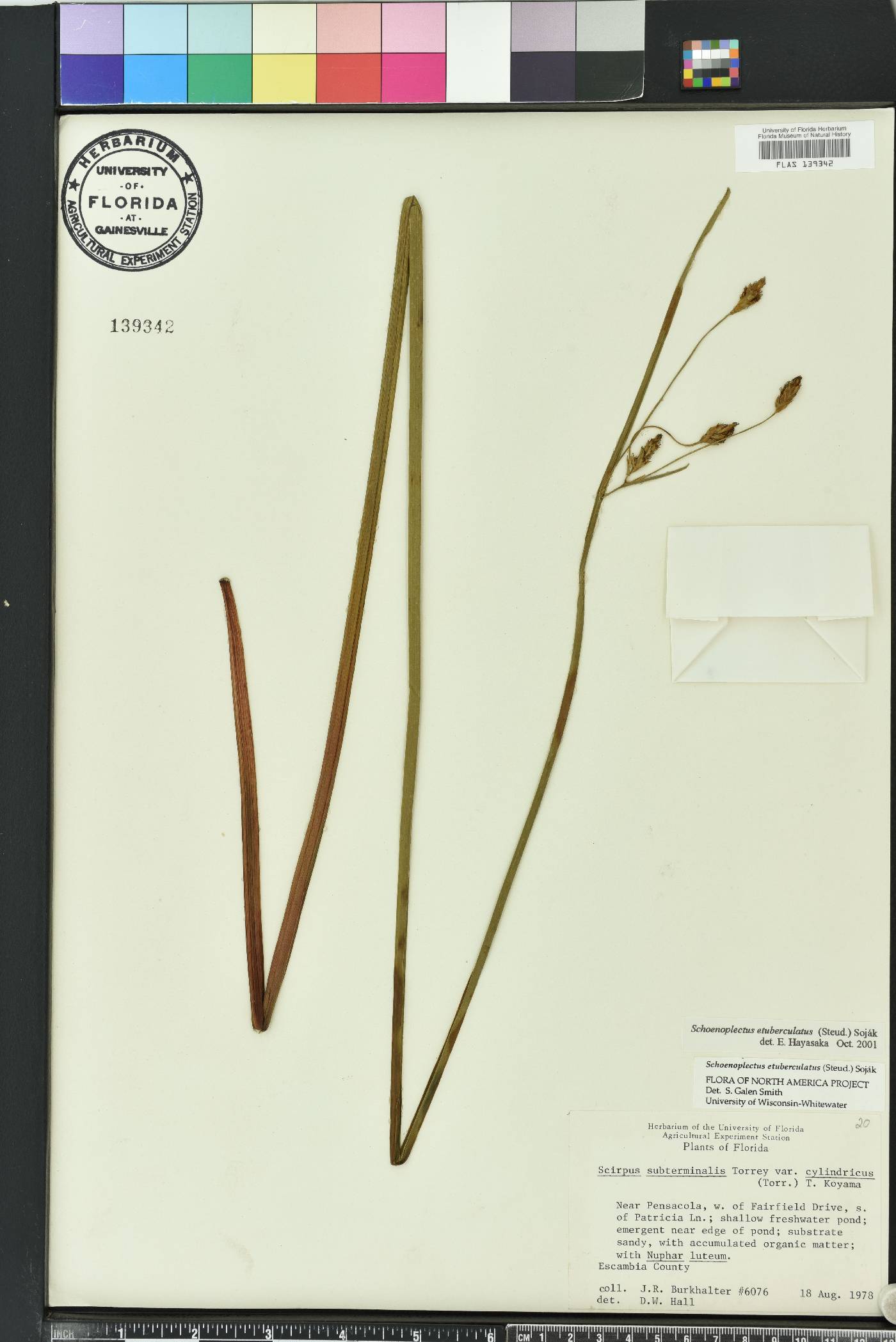 Schoenoplectus etuberculatus image