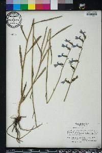 Lobelia glandulosa image