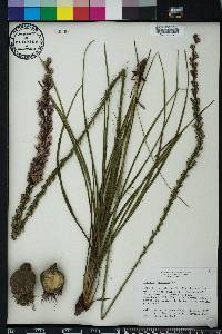 Liatris laevigata image