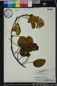 Ipomoea pes-caprae image