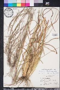 Andropogon brachystachyus image