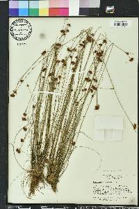 Rhynchospora fernaldii image