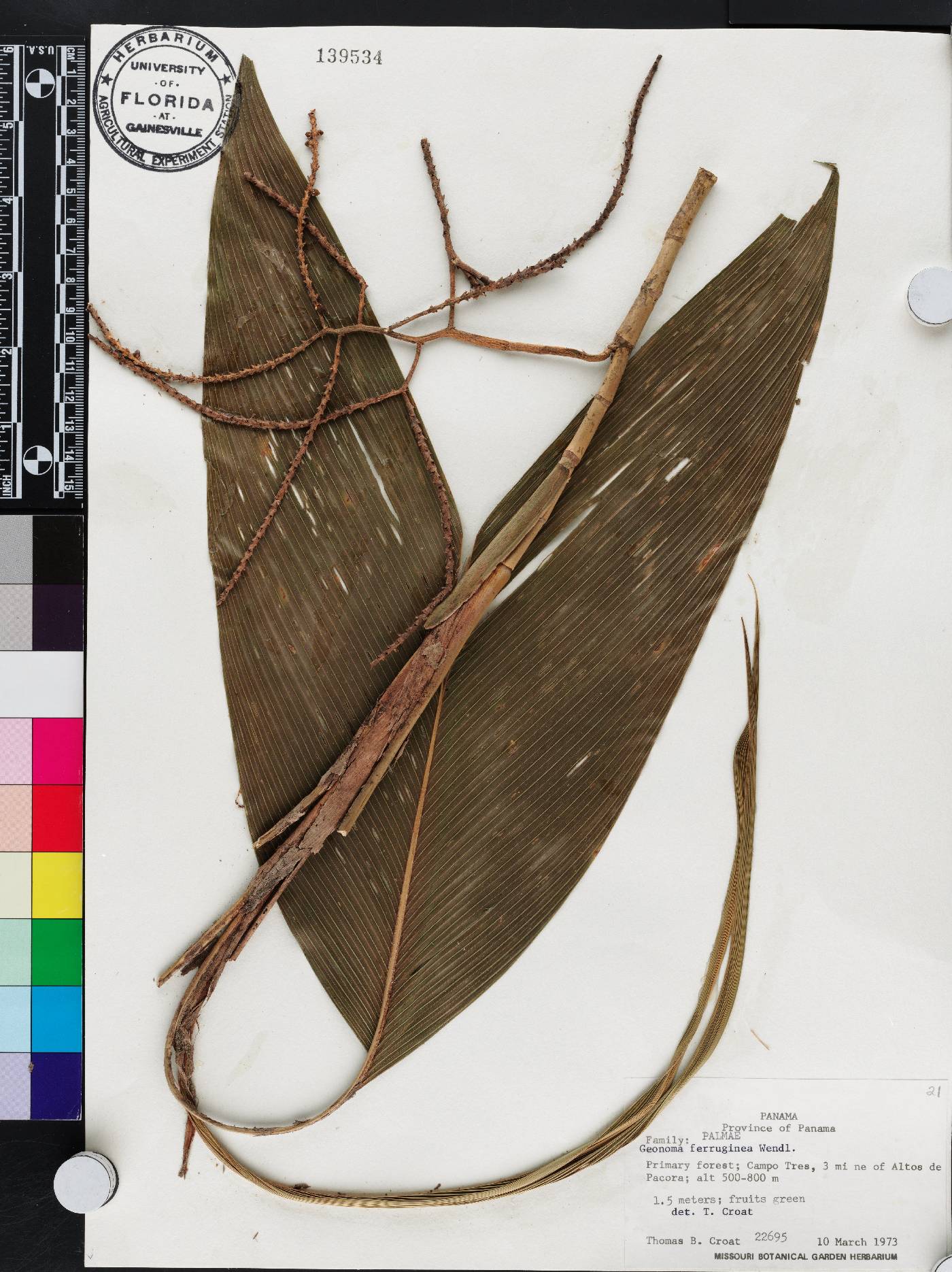 Geonoma ferruginea image