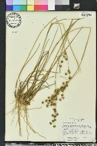 Juncus scirpoides image