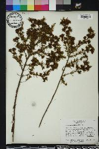 Hypericum fasciculatum image