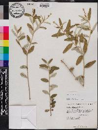 Croton linearis image