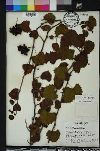 Vitis rotundifolia image