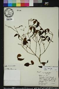 Aristolochia maxima image