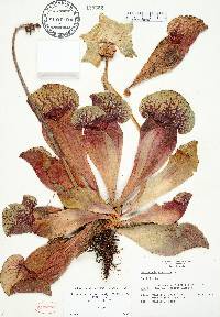 Sarracenia rosea image