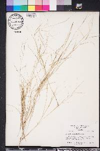 Aristida oligantha image