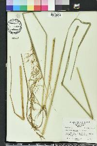 Sorghastrum elliottii image