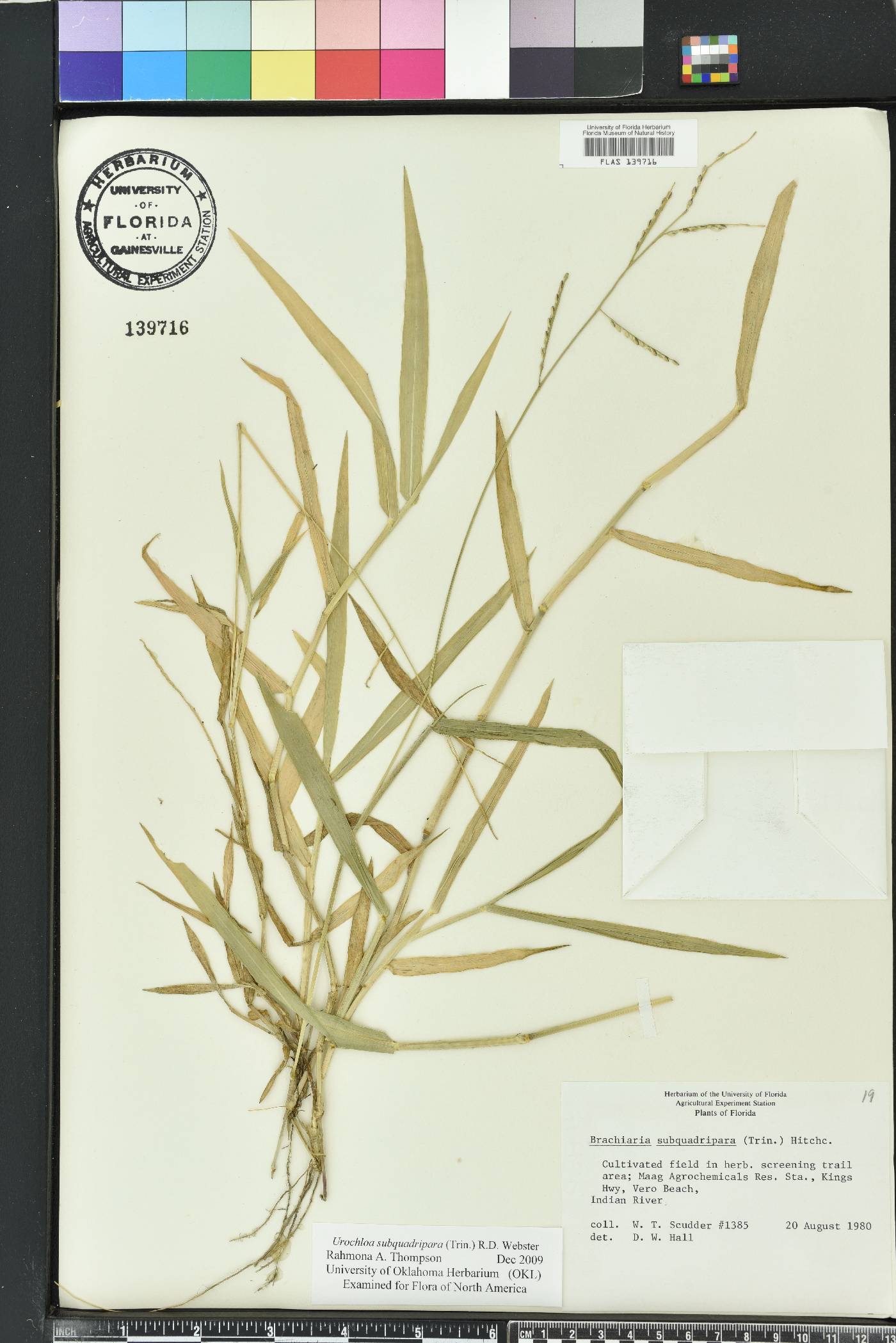 Urochloa distachya image