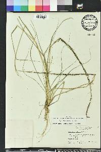 Sporobolus indicus image