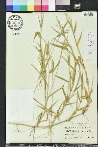 Urochloa ramosa image