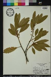 Persea palustris image