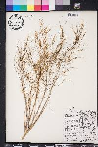 Aristida tuberculosa image