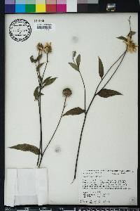 Helianthus strumosus image